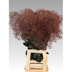 Cotinus C Mag Red Torch