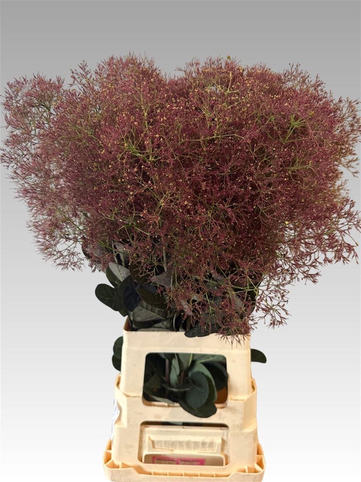 <h4>Cotinus C Mag Red Torch</h4>