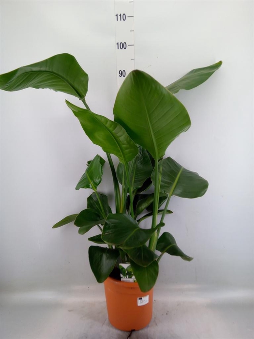 <h4>Strelitzia nicolai</h4>