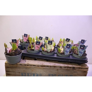 arr8 Hyacin Mult Gem 3 Kl