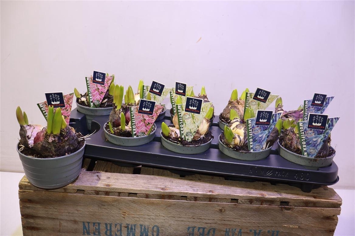 <h4>arr8 Hyacin Mult Gem 3 Kl</h4>