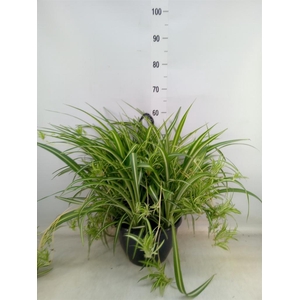 Chlorophytum com. 'Variegatum'