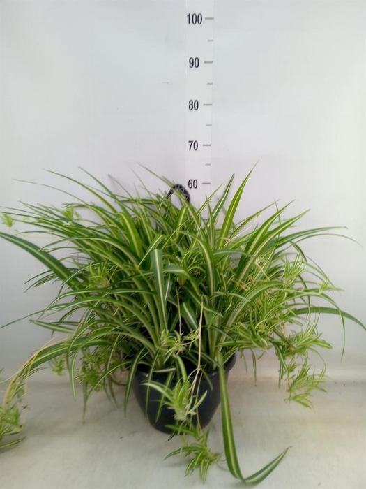 <h4>Chlorophytum com. 'Variegatum'</h4>