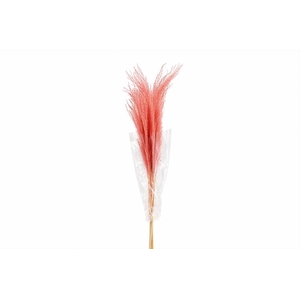 Dried Stipha Feather Cerise Large Bunch