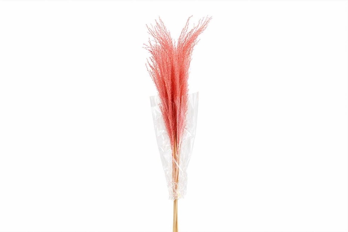 Dried Stipha Feather Cerise Large Bunch