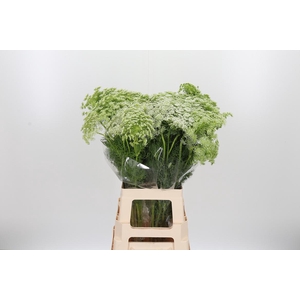 Ammi Majus Visnaga