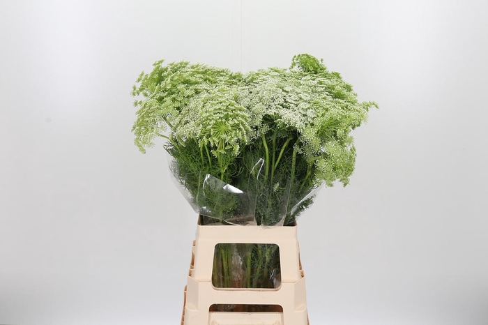 <h4>Ammi Majus Visnaga</h4>
