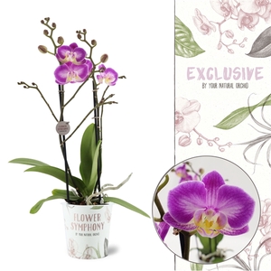 Flower Symphony | Sunca Pula | Phalaenopsis 2 spike