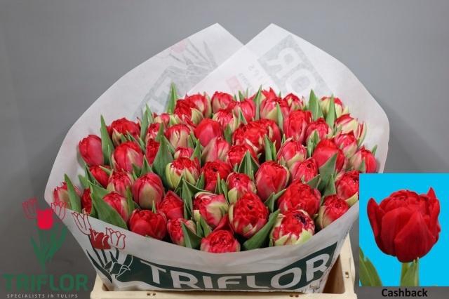 <h4>TU DU CASHBACK</h4>