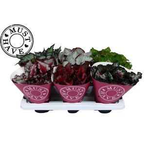 Begonia Rex Mix P13