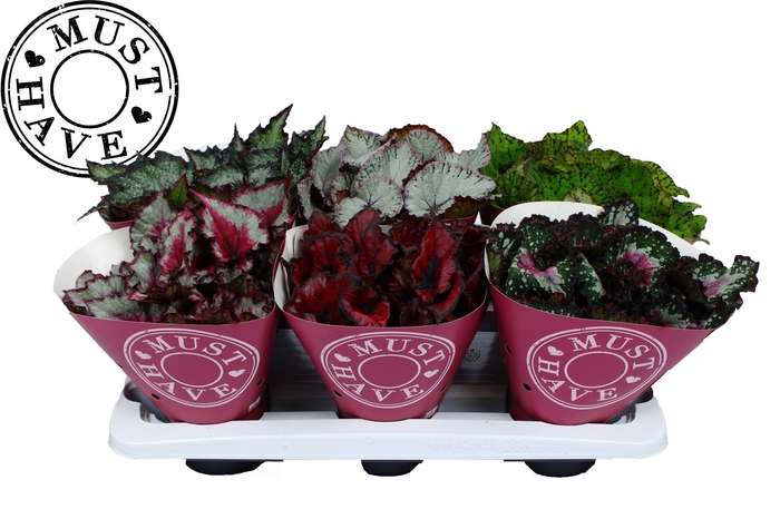 <h4>Begonia Rex Mix P13</h4>