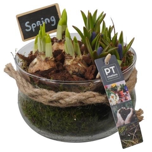 PTBM3954 Arrangement Flower Bulbs Mix in glas schaal