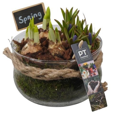 <h4>PTBM3954 Arrangement Flower Bulbs Mix in glas schaal</h4>