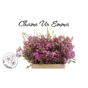 CHAME UN EMMA