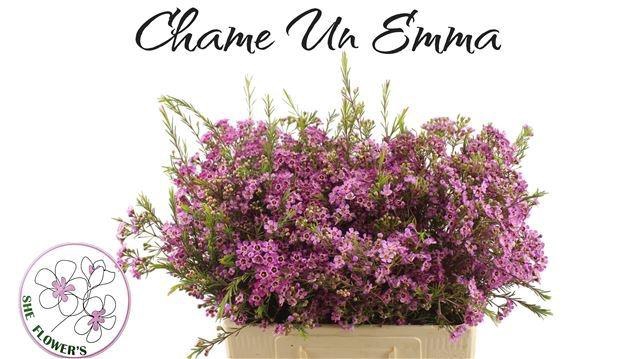 <h4>CHAME UN EMMA</h4>