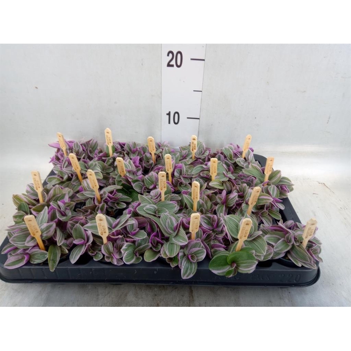 <h4>Tradescantia cerinth. 'Sweetness'</h4>