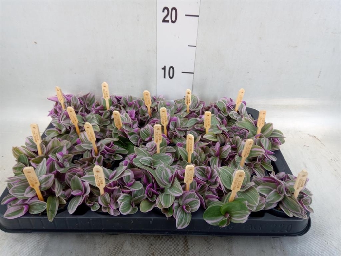 <h4>Tradescantia cerinth. 'Sweetness'</h4>