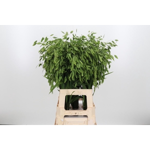 Chasmantium Kl Bh Platina