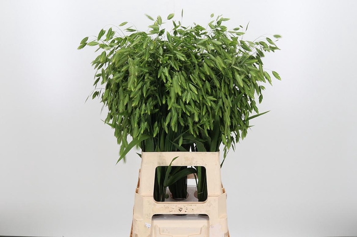 <h4>Chasmantium Kl Bh Platina</h4>