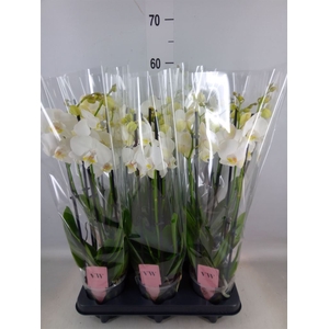 Phalaenopsis  'Ant Inverness'