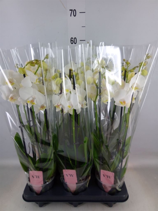 <h4>Phalaenopsis  'Ant Inverness'</h4>