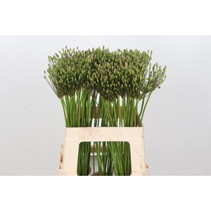 Triteleia White Secret