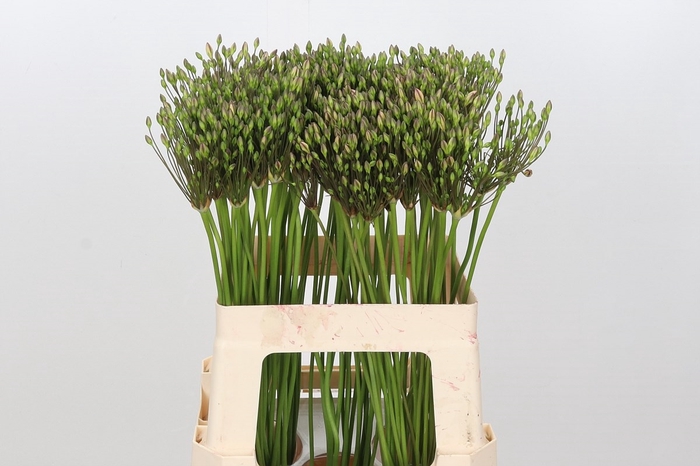 <h4>Triteleia White Secret</h4>