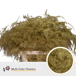 Asparagus lang Goud (import)