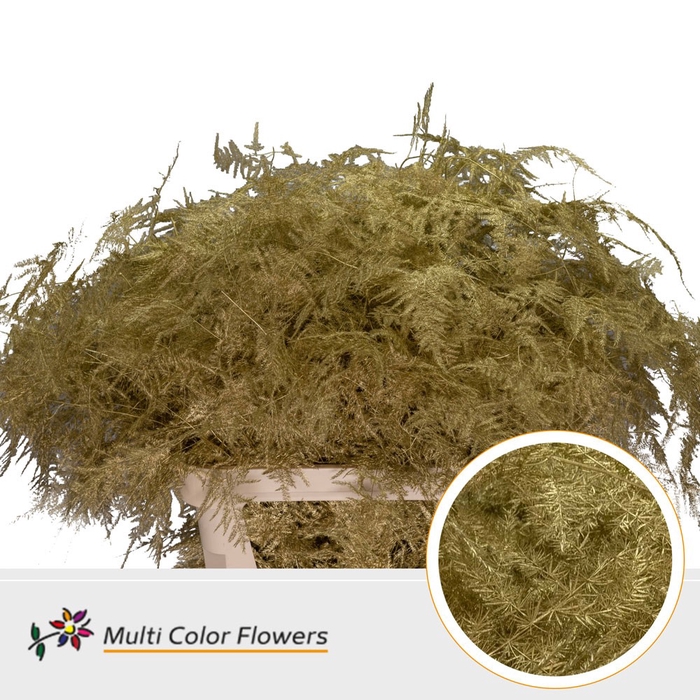 <h4>Asparagus Lang Goud (import)</h4>