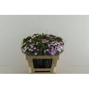 Di Barb Neon Lavender 50cm