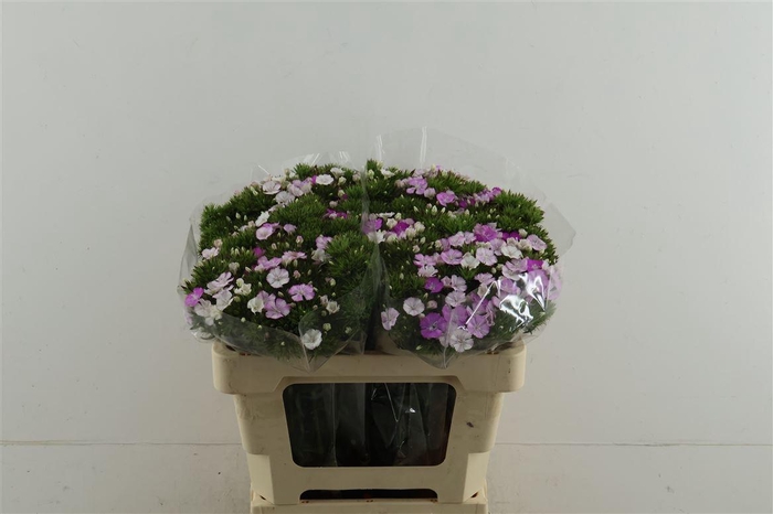 <h4>Di Barb Neon Lavender 50cm</h4>