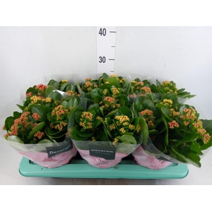 Kalanchoe blos.   ..rosebud mix/pot