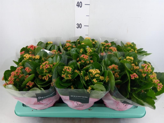 <h4>Kalanchoe blos.   ..rosebud mix/pot</h4>