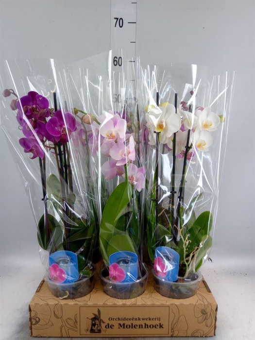 <h4>Phalaenopsis   ...mix  4</h4>
