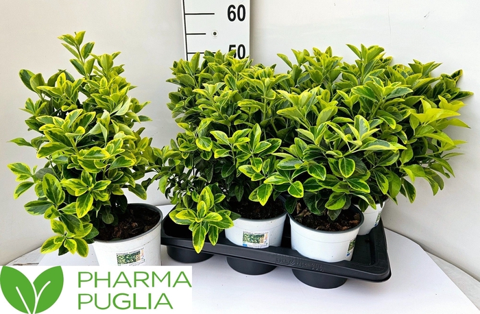 <h4>EUONYMUS JA GOL GIRL</h4>