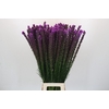 Liatris Callilepis