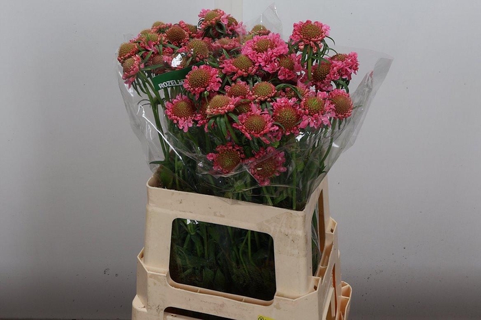 <h4>Scab At Candy Scoop</h4>