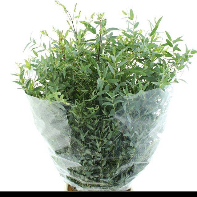 <h4>EUC PARVIFOLIA P BS</h4>