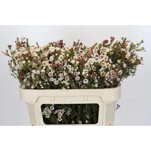 Chamelaucium Moonlight Delight