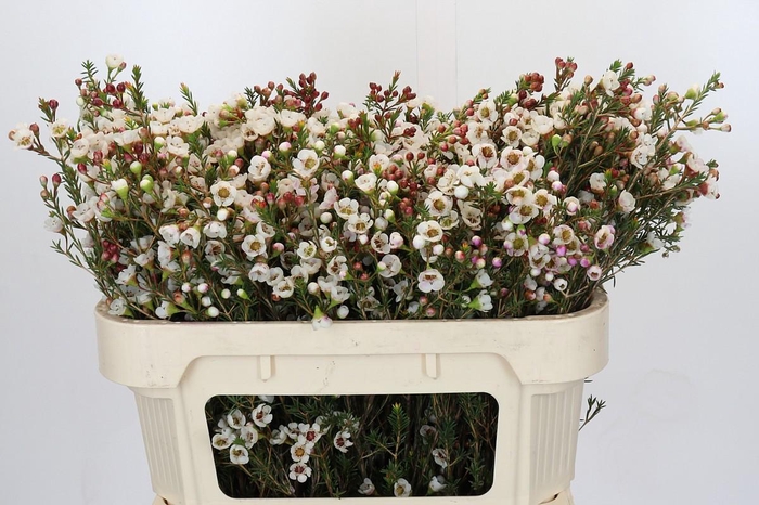 <h4>Chamelaucium Moonlight Delight</h4>