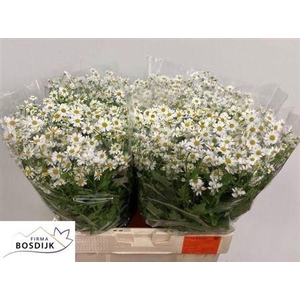 Tanacetum Pa Single Vegmo