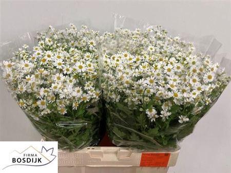 <h4>Tanacetum Pa Single Vegmo</h4>