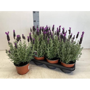 LAVANDULA STOECHAS P14