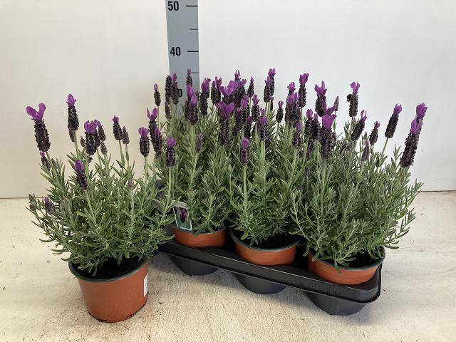 <h4>LAVANDULA STOECHAS P14</h4>