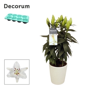 Lilium Oxygen