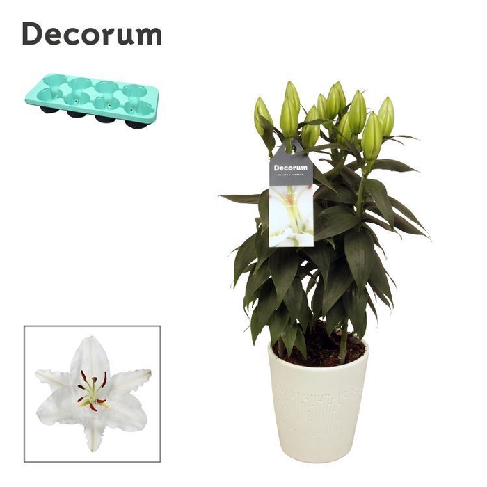 <h4>Lilium Oxygen</h4>