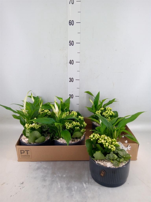 <h4>Arr.    Planten  L%</h4>