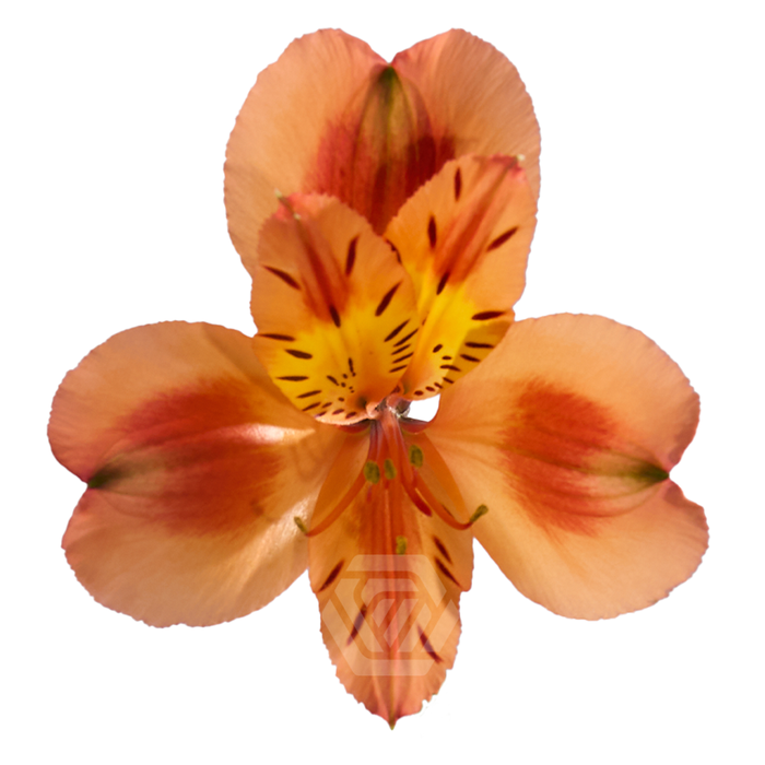 <h4>ALSTR ORANGE QUEEN Tessa</h4>