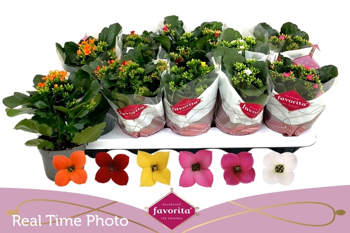 <h4>Kal En Gem 6 Kl</h4>