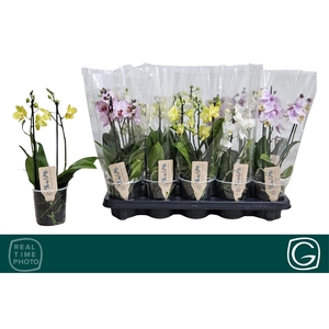 PHAL MF GEM 4 KL